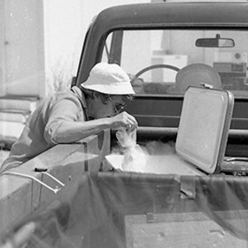 Nancy Knight leans over the side of the bed of a pickup. She is holding a plastic bag over an open cooler. Water vapor is coming out of the cooler. 