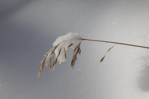 Snow on prairie grass