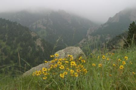 Wildflowers on a hillside